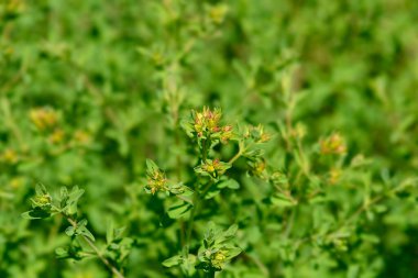 Perforate St Johns-wort flower buds  - Latin name - Hypericum perforatum clipart