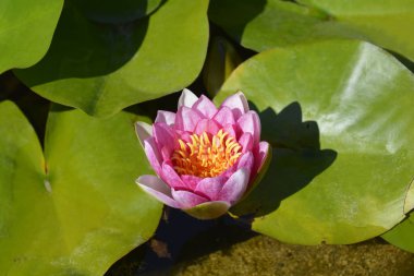 Pembe nilüfer çiçeği - Latince adı - Nymphaea x marliacea Rubra