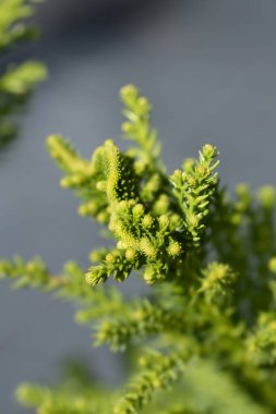 Cockscomb Japon sedir dalı Latince adı Cryptomeria japonica Cristata