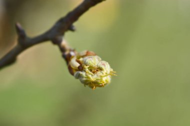 Çiçek tomurcuklu armut ağacı dalı - Latince adı - Pyrus Communis