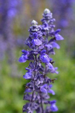 Mealy Cup Sage - Latince adı - Salvia farinacea