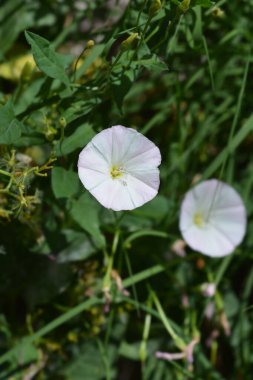 Field bindweed flowers - Latin name - Convolvulus arvensis clipart