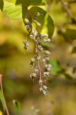 Fuzzy Deutzia tohumları - Latince adı - Deutzia scabra Macrocephala
