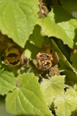 Creeping Gloxinia seed capsule - Latin name - Lophospermum erubescens clipart