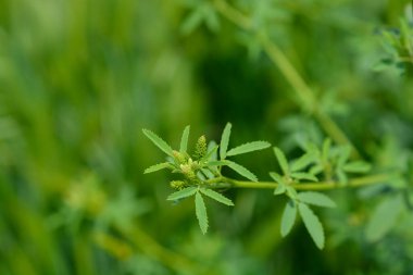 Yellow sweet clover flower buds and leaves - Latin name - Melilotus officinalis clipart