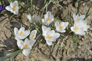 Hollanda çiçekleri - Latince adı - Crocus vernus