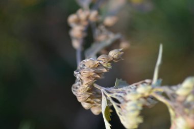 Mavi Sakal tohumları - Latince adı - Caryopteris x Clandonensis