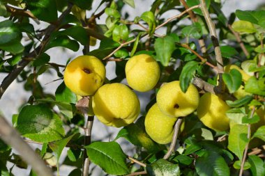 Japanese flowering quince fruit - Latin name - Chaenomeles japonica clipart