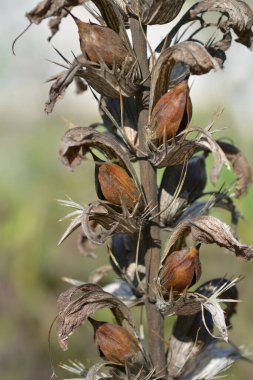Balkan ayıları, Latince adı Acanthus hungaricus olan tohum kabuklarını dölledi