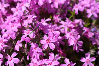 Sürünen Phlox çiçekleri - Latince adı - Phlox subulata