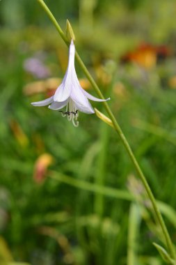 Plantain lily flowers - Latin name - Hosta hybrid clipart