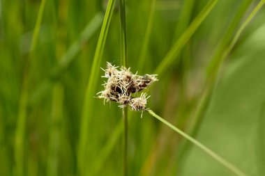 Saltmarsh çiçekleri - Latince adı - Bolboschoenus maritimus
