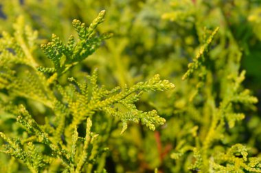 Dwarf Japon thuja şubesi - Latince adı Thujopsis dolabrata Nana