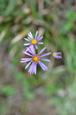 Yaz Michaelmas papatyası - Latince adı - Aster amellus