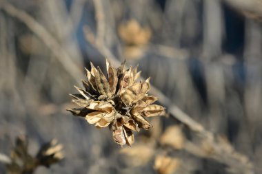 Sharon 'ın Gül tohumları - Latince adı - Hibiscus syriacus