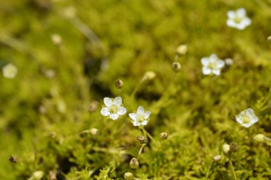 Scotch moss Aurea small flowers - Latin name - Sagina subulata Aurea