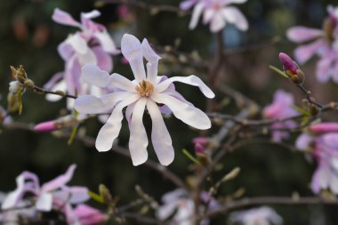 Yıldız manolya çiçeği tomurcuğu - Latince adı - Magnolia stellata
