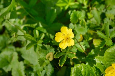 Sürünen sinquefoil sarı çiçekleri - Latince adı - potansiyel sürüngenler