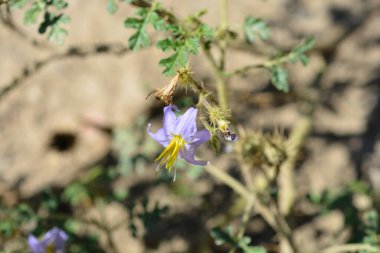 Sticky nightshade flowers - Latin name - Solanum sisymbriifolium clipart