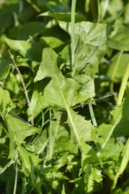 Karahindiba yaprakları - Latince adı - Taraxacum officinale