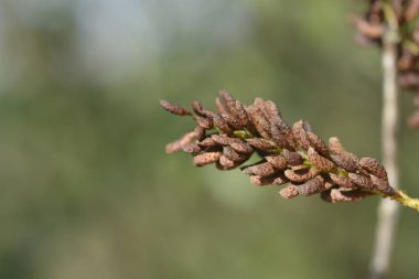 Sahte çivit tohumu tohumları - Latince adı - Amorpha fruticosa