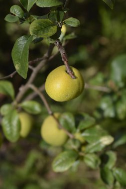 Japanese flowering quince fruit - Latin name - Chaenomeles japonica clipart