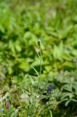 Alp kareli tohum kapsülü - Latince adı - Fritillaria orientalis
