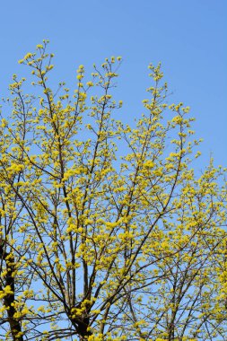 Çiçekli Norveç akçaağaç dalları - Latince adı - Acer platanoides