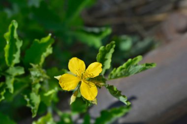 Daha büyük celandin çiçeği - Latince adı - Chelidonium majus