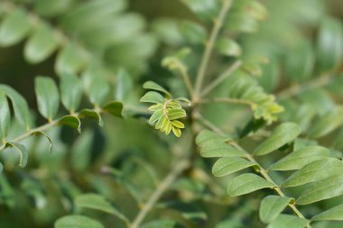 Sahte çivit ağacı yaprakları - Latince adı - Amorpha fruticosa
