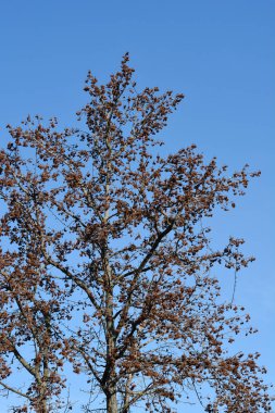 Mavi gökyüzüne karşı tohum topları olan Amerikan tatlı sakız dalları - Latince adı - Liquidambar styraciflua