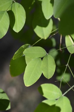 Çalı yoncası yaprakları - Latince adı - Lespedeza iki renkli