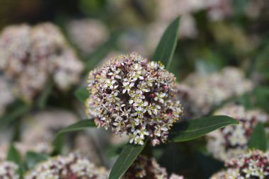 Japon skimya çiçekleri - Latince adı - Skimmia japonica