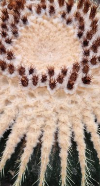 Altın fıçı kaktüs detayı - Latince adı - Kroenleinia grusonii