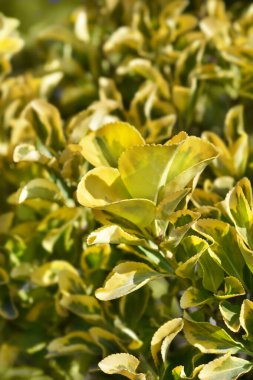 Japonlar çeşitli yapraklar - Latince adı Euonymus japonicus Aureus