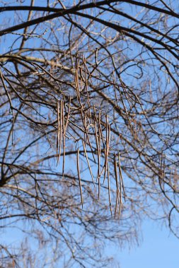 Common catalpa seed pods on branches - Latin name - Catalpa bignonioides clipart