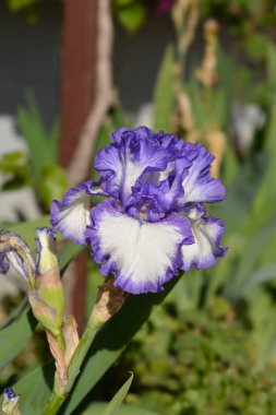 Uzun sakallı iris mavi ve beyaz çiçek - Latince adı - Iris Classic Look