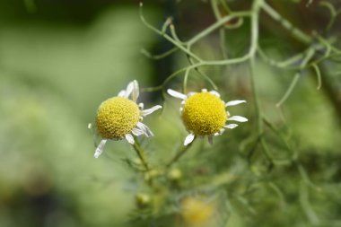 Common chamomile flowers - Latin name - Chamaemelum nobile clipart