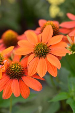 Coneflower portakal çiçekleri - Latince adı - Echinacea purpurea Sombrero Adobe Orange