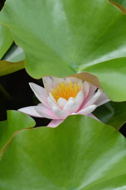 Pembe nilüfer çiçeği ve yaprakları - Latince adı - Nymphaea Marliacea Rosea
