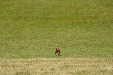 Uçsuz bucaksız, yumuşak eğimli yeşil bir alanda bir köpek tetikte bekliyor.