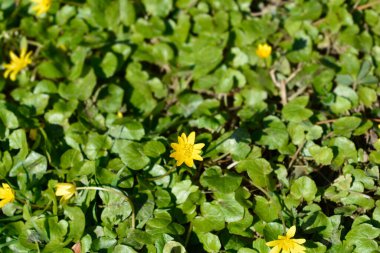 Daha az celandin çiçeği - Latince adı - Ficaria verna