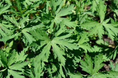 Beyaz çayır turna kuşu yaprakları - Latince adı - Geranium pratense F. albiflorum