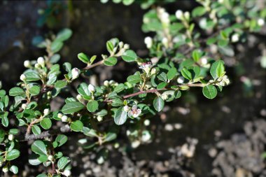 Bearberry cotoneaster beyaz çiçekleri - Latince adı - Cotoneaster dammeri Radicans