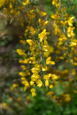 Common gorse flowers - Latin name - Ulex europaeus clipart