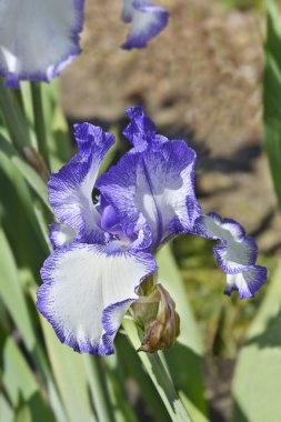 Uzun sakallı iris, beyaz ve mavi çiçek, Latince adı Iris barbata elatior Blue Staccato.