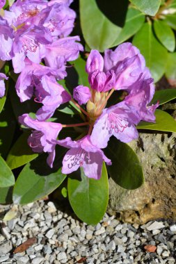 Catawba rhododendron flowers - Latin name - Rhododendron catawbiense Grandiflorum clipart