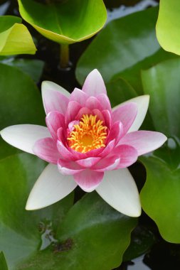 Pembe nilüfer çiçeği ve yapraklar - Latince adı - Nymphaea Rene Gerard