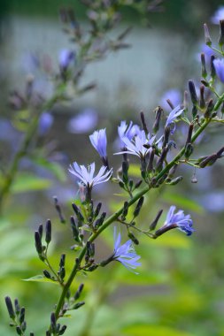 Alp mavisi deve dikeni yaprakları ve çiçekler - Latince adı Lactuca alpina