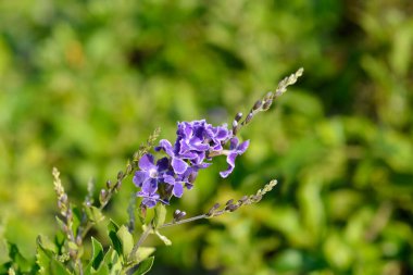 Altın Çiy damlası çiçekleri - Latince adı - Duranta ereksiyon